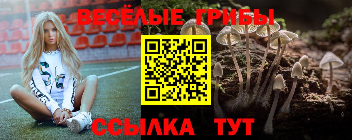 Галлюциногенные грибы Psilocybe Губкин